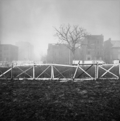 brush_park_fog.jpg